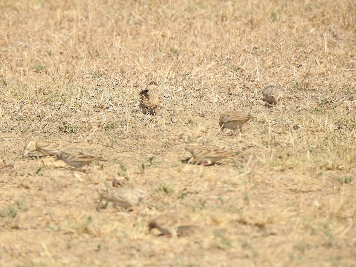 Greater Short-toed Lark - Ranjeet Singh