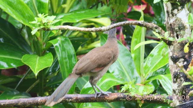 Ortalide à tête grise - ML612513348