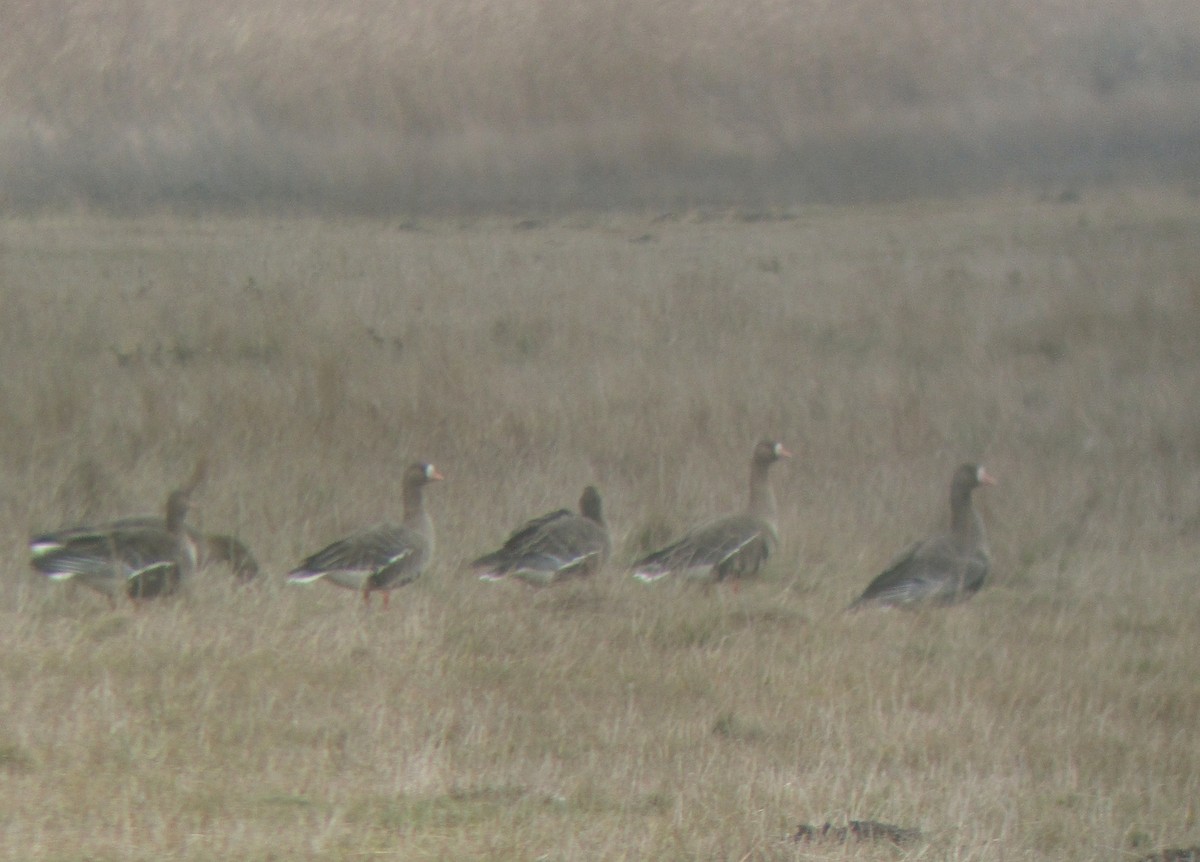 Greater White-fronted Goose - ML612513351