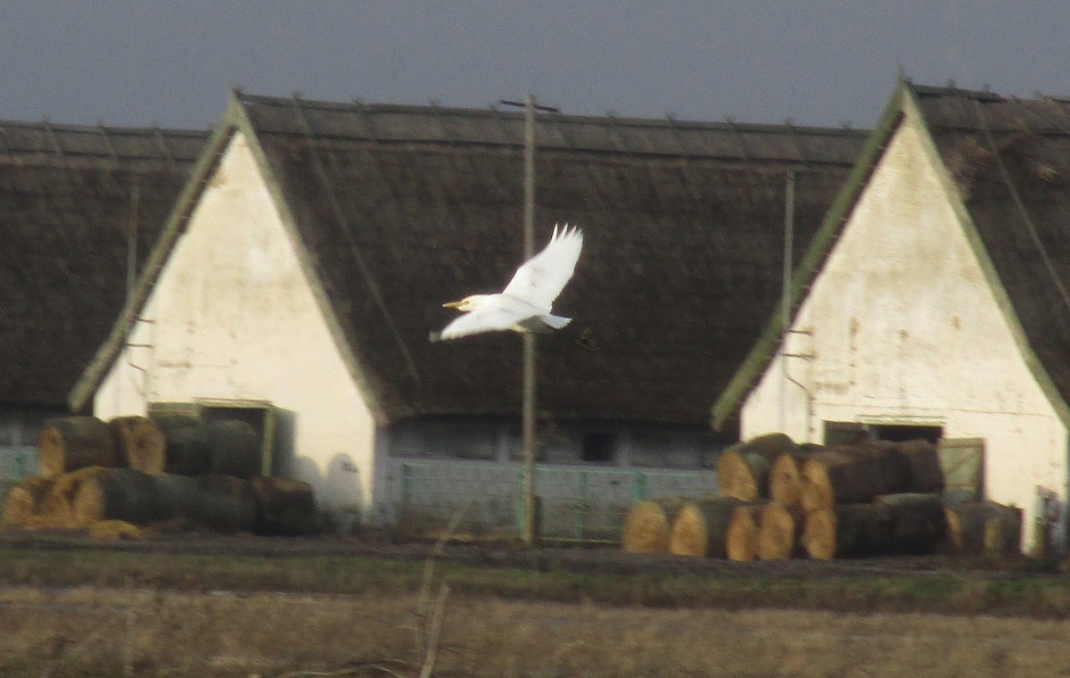 Western Cattle-Egret - ML612513354