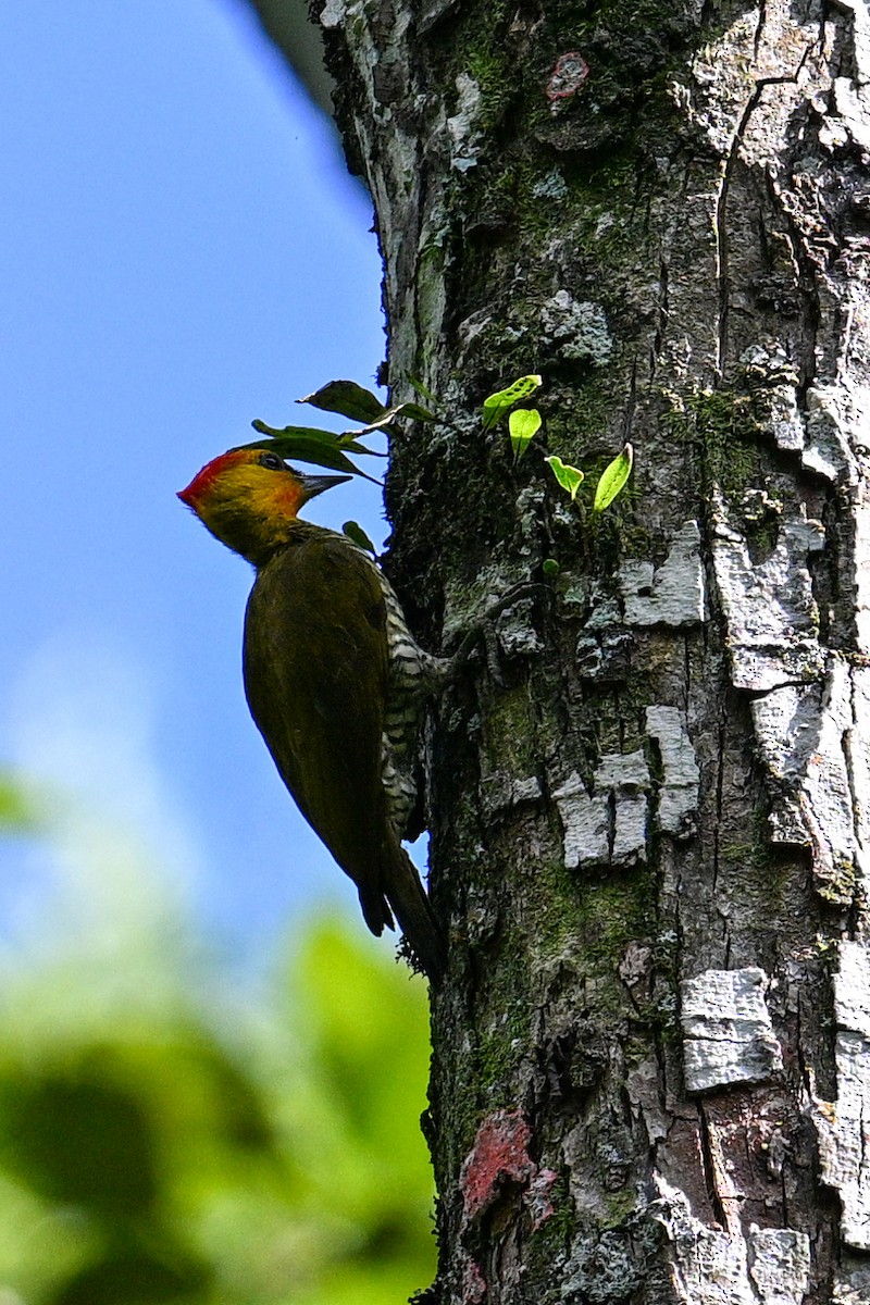 Yellow-throated Woodpecker - Tony Ducks