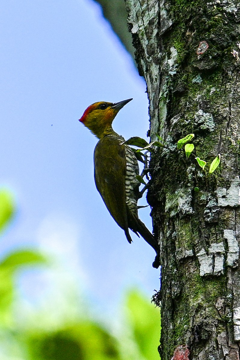 Yellow-throated Woodpecker - Tony Ducks
