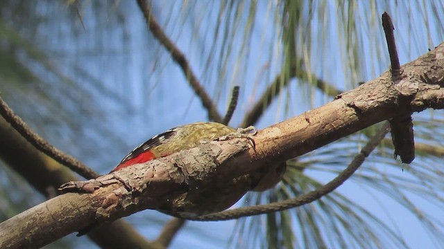 Fulvous-breasted Woodpecker - ML612513383