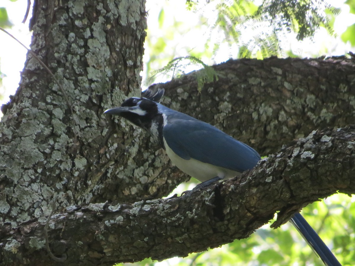 Black-throated Magpie-Jay - Carlos Gonzalez