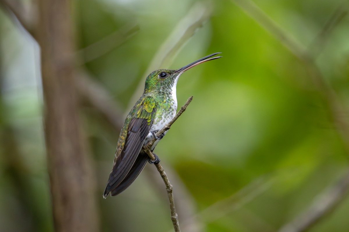 Plain-bellied Emerald - ML612513416