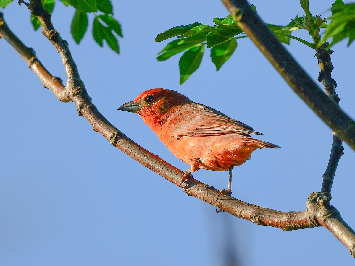 Hepatic Tanager - ML612513427