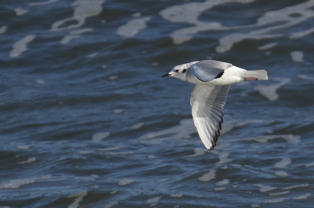 Bonaparte's Gull - ML612513428