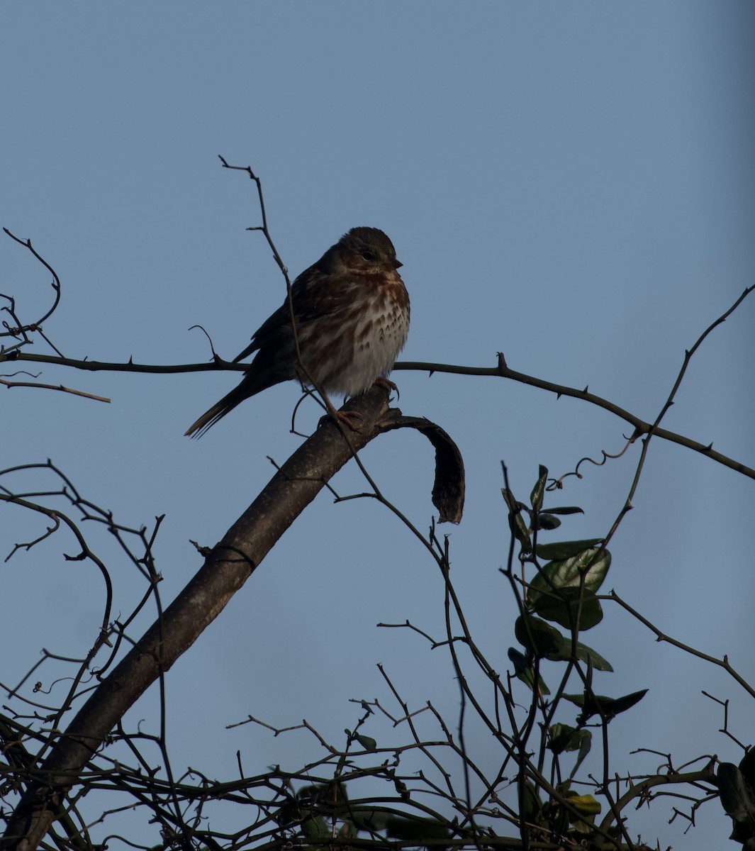 Fox Sparrow (Red) - Bob Diebold