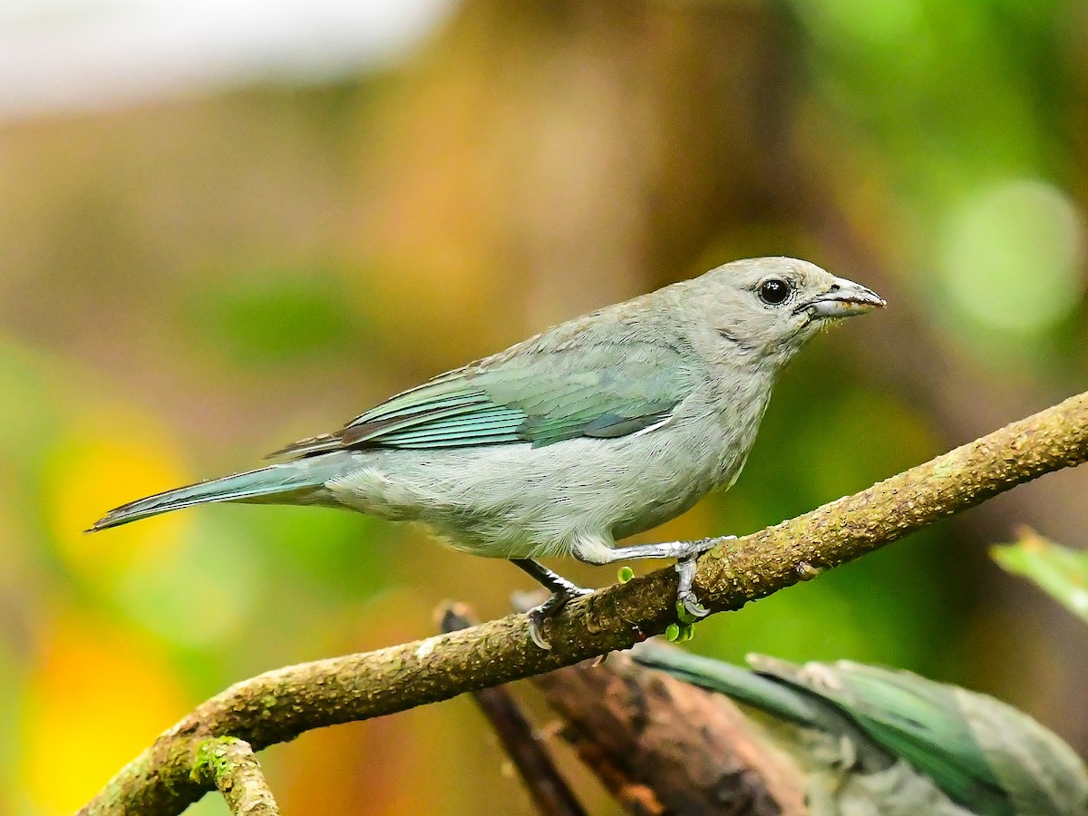 Sayaca Tanager - Xueping & Stephan Popp