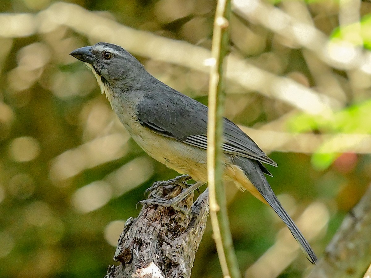 Bluish-gray Saltator - ML612513468