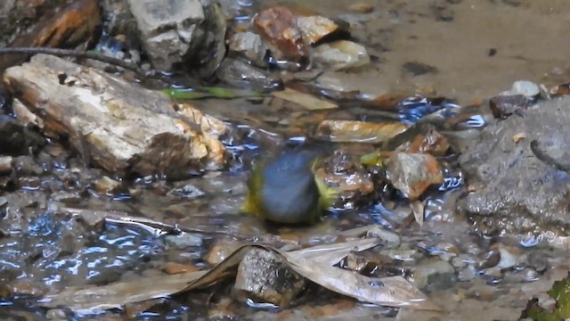 Gray-headed Canary-Flycatcher - ML612513544