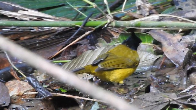 Black-crested Bulbul - ML612513580