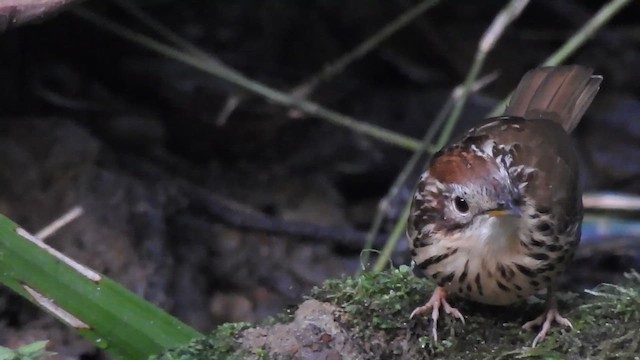 Puff-throated Babbler - ML612513609