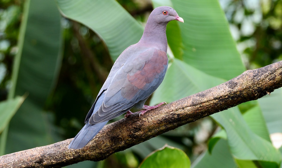 Pigeon à bec rouge - ML612513634