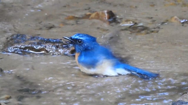 Blue-throated Flycatcher - ML612513652