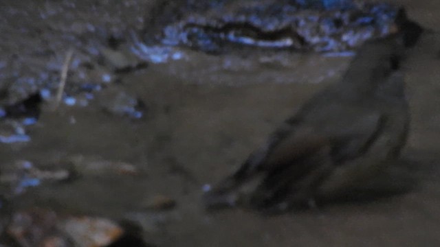 Gobemouche givré - ML612513667