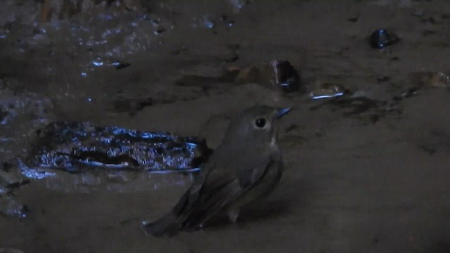 Snowy-browed Flycatcher - ML612513668