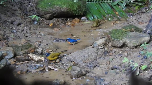 Blue-throated Flycatcher - ML612513692