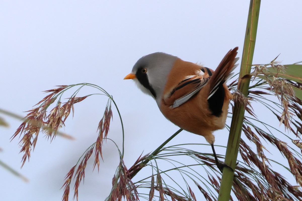 Bearded Reedling - ML612513695