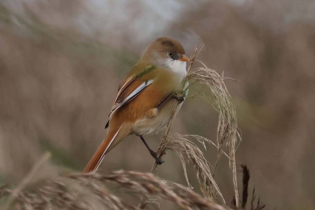 Bearded Reedling - ML612513696