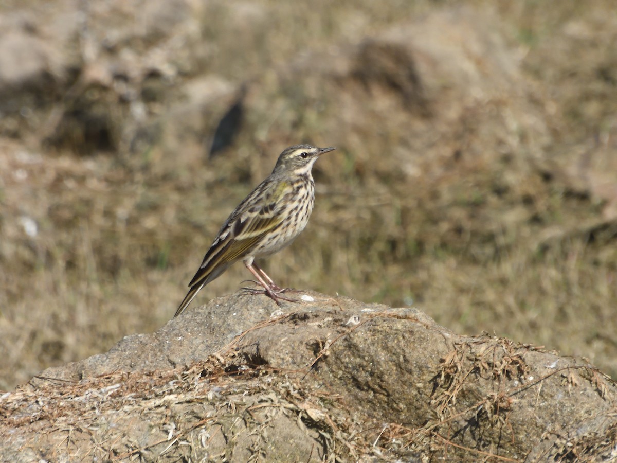 Rosy Pipit - ML612513760