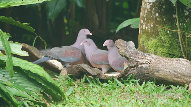 Red-billed Pigeon - ML612513762