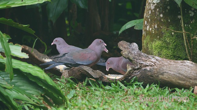 Pigeon à bec rouge - ML612513785