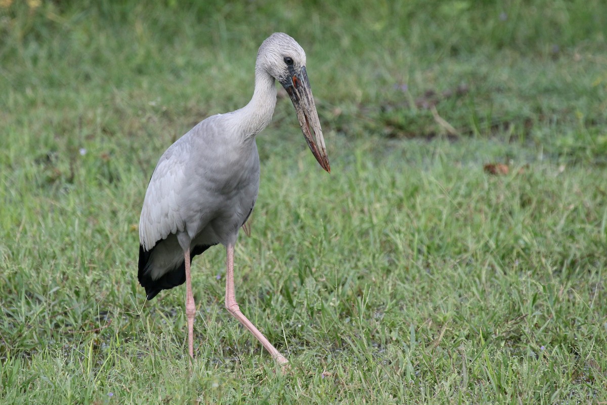 Asian Openbill - Daniel Danckwerts (Rockjumper Birding Tours)