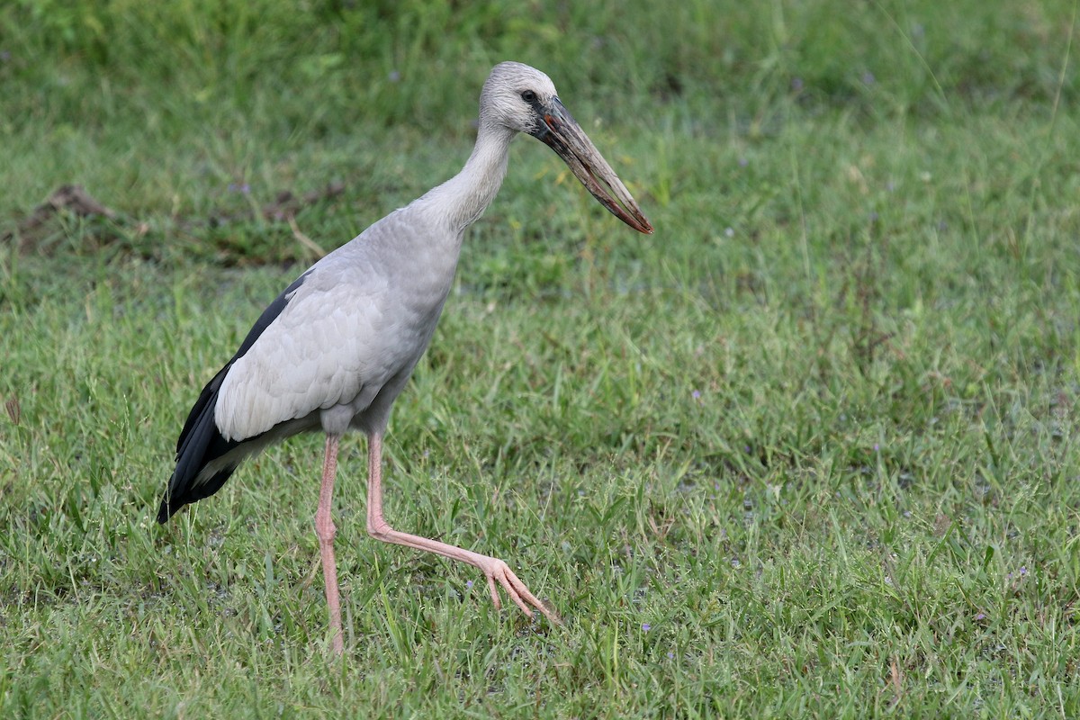 Asian Openbill - Daniel Danckwerts (Rockjumper Birding Tours)