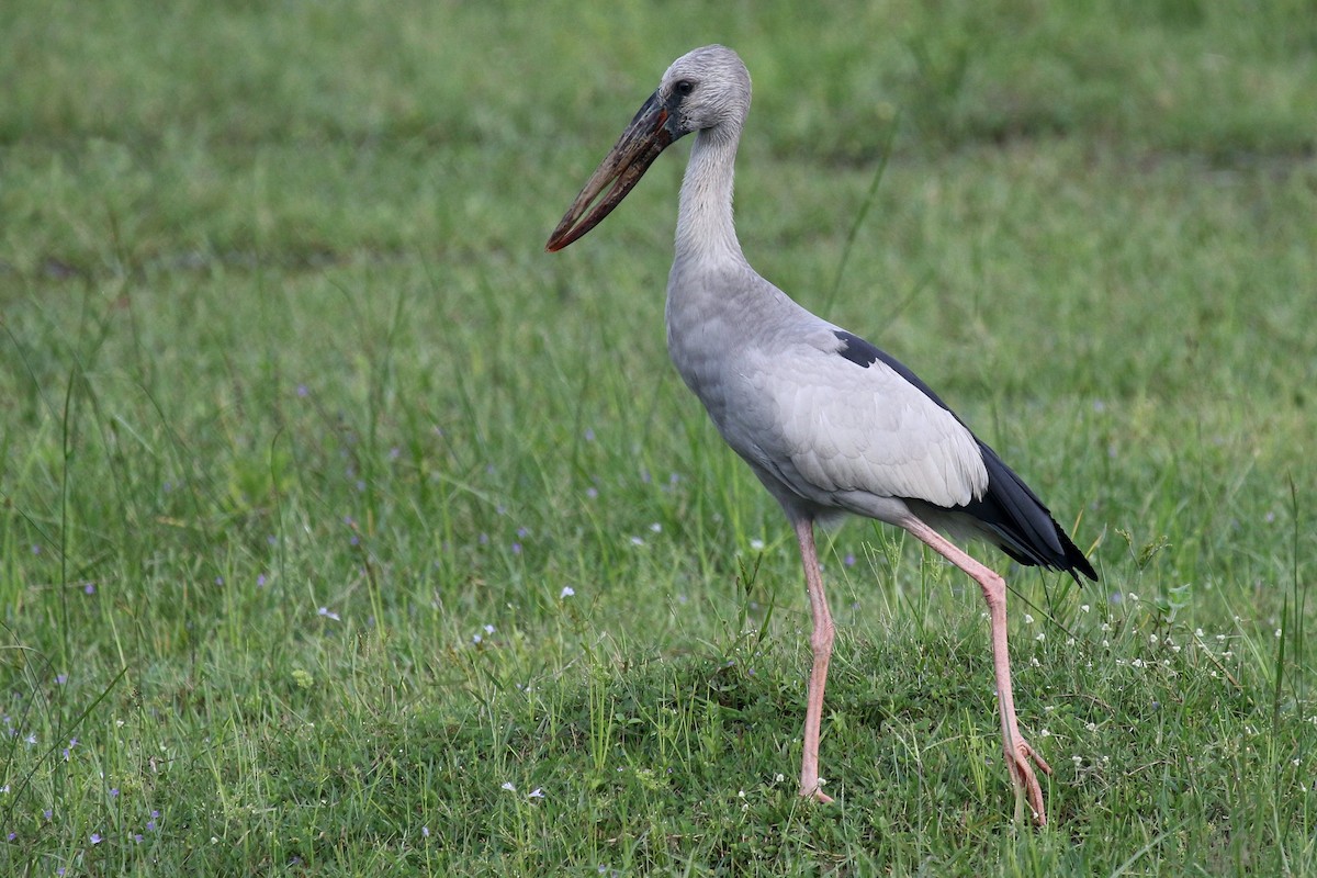 Asian Openbill - ML612513803