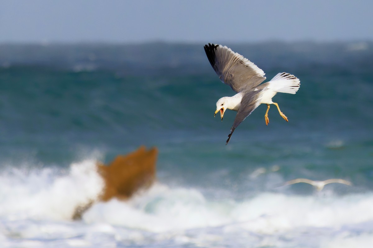 Armenian Gull - ML612513825