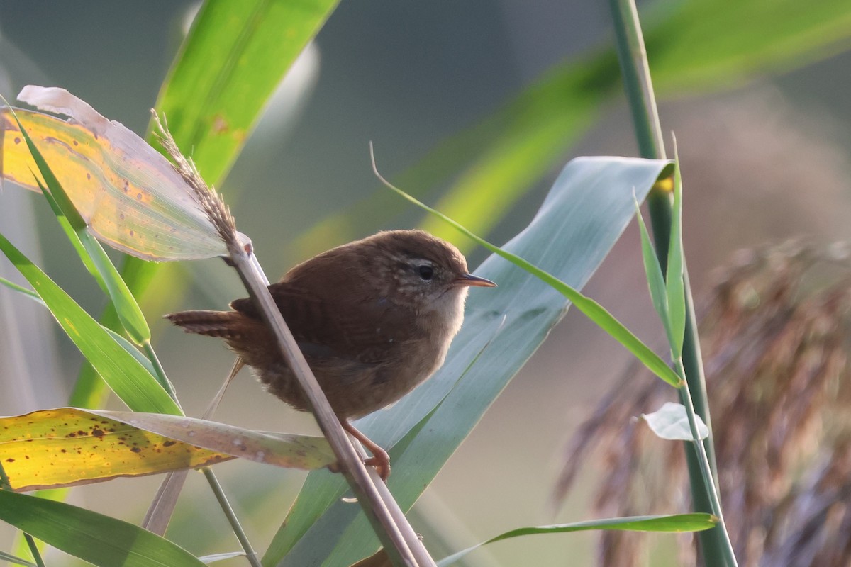 Eurasian Wren (British) - ML612513864