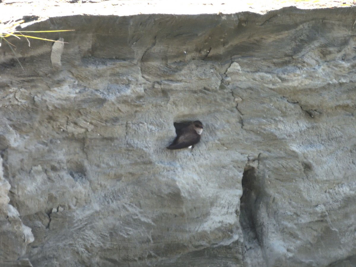 Эргийн хараацай - ML612513894