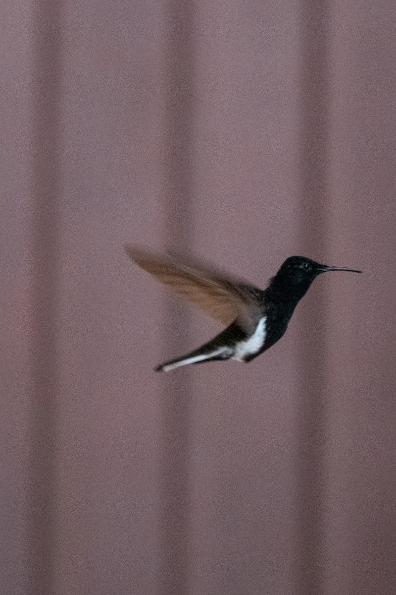 kolibřík černobílý - ML612513914