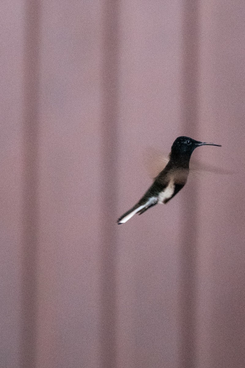 kolibřík černobílý - ML612513915