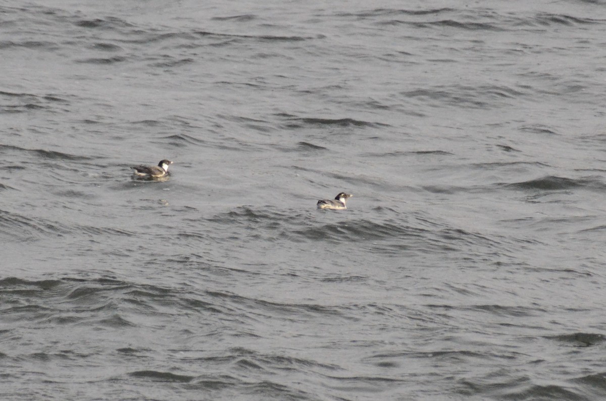 Ancient Murrelet - Tye Jeske