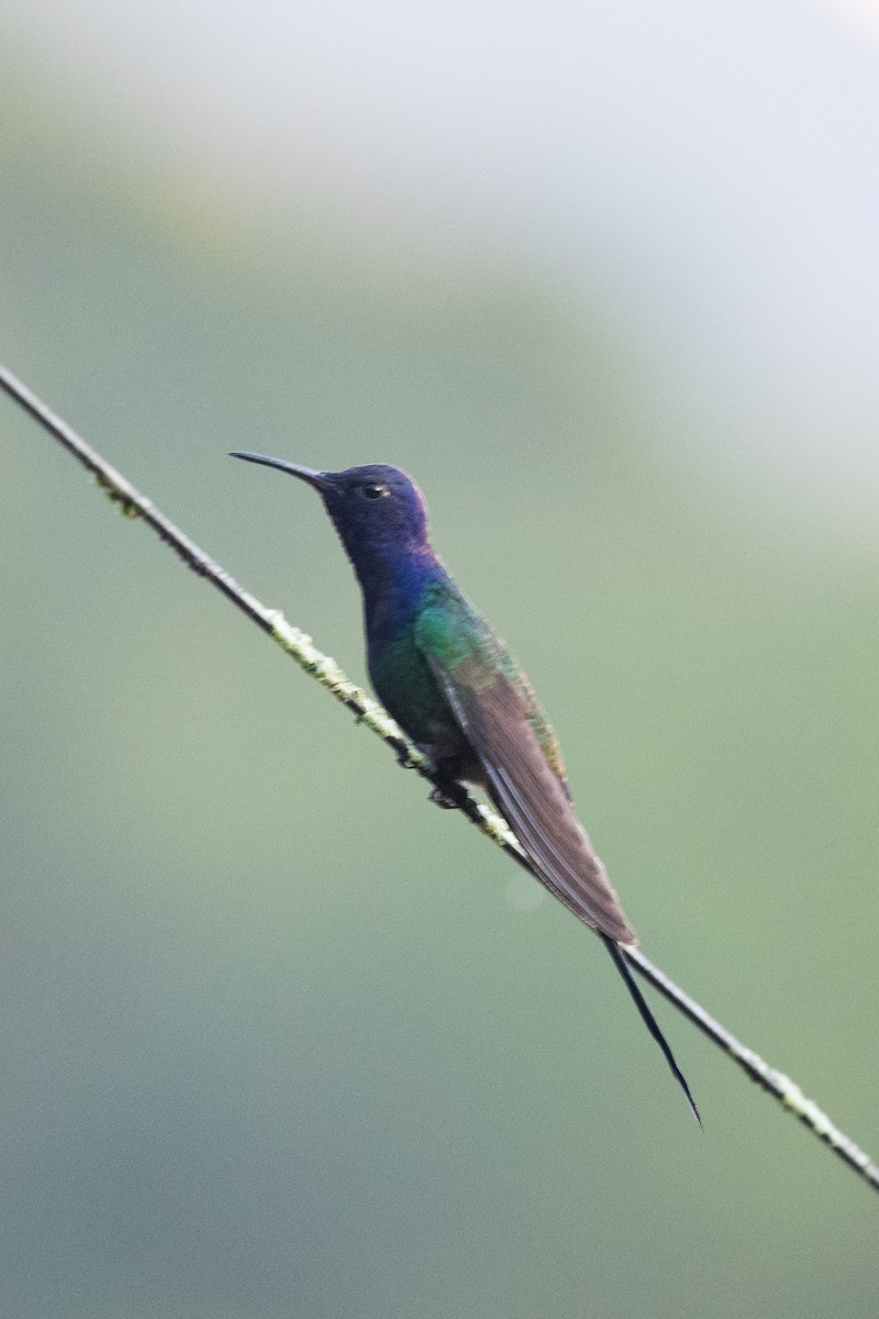 Swallow-tailed Hummingbird - ML612513917