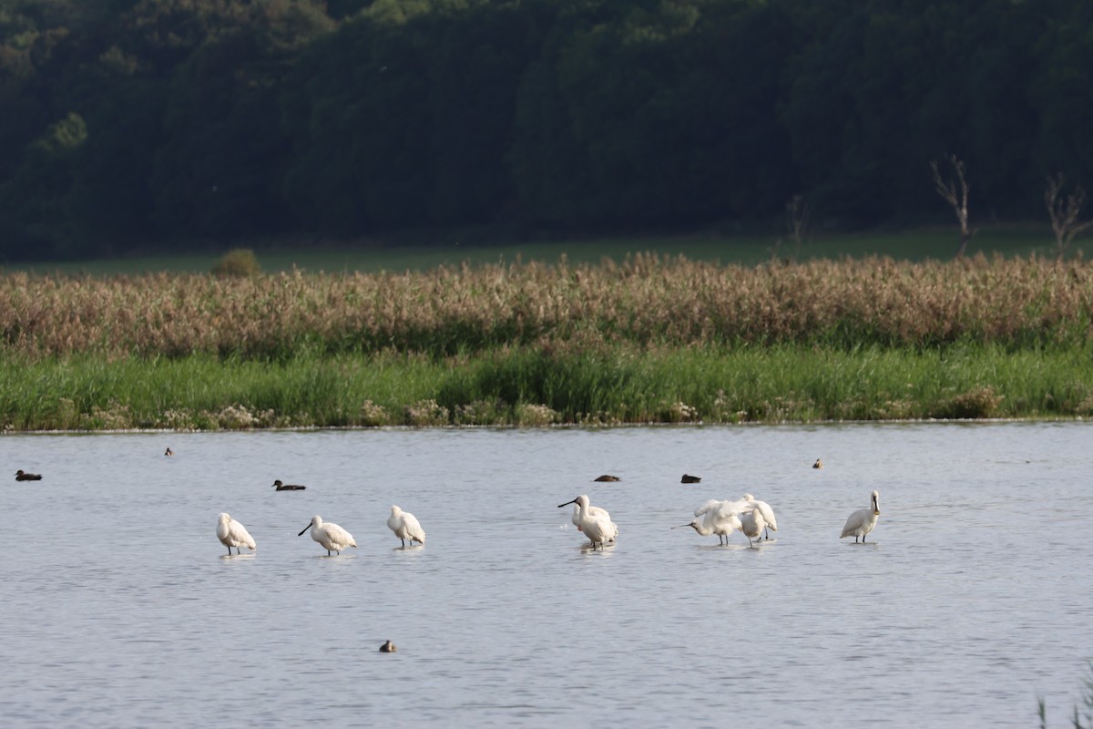 Eurasian Spoonbill - ML612513938