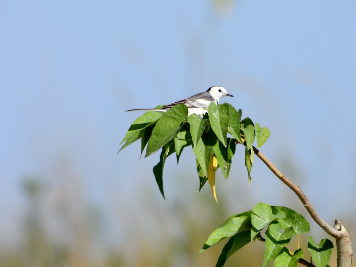 Хөх цэгцгий - ML612513949