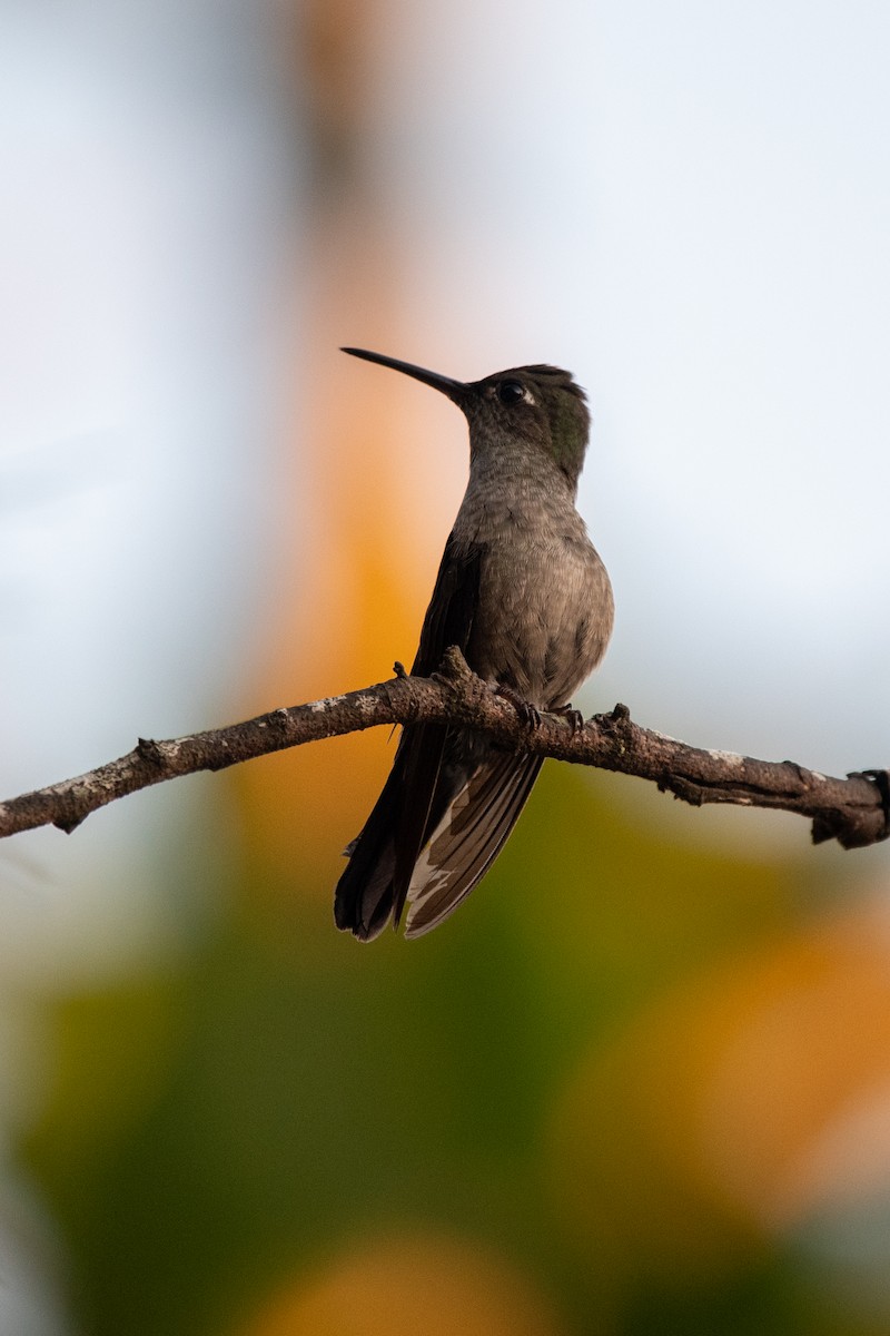 Sombre Hummingbird - ML612513992