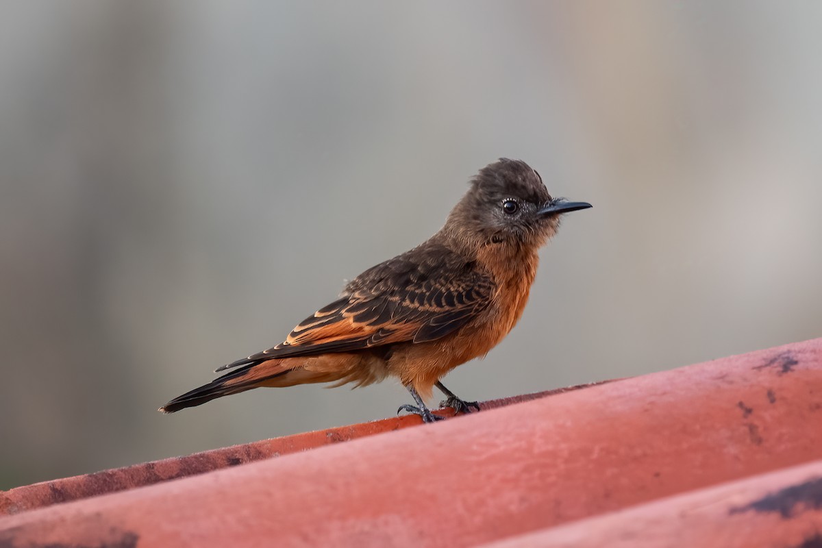 Cliff Flycatcher - ML612513997