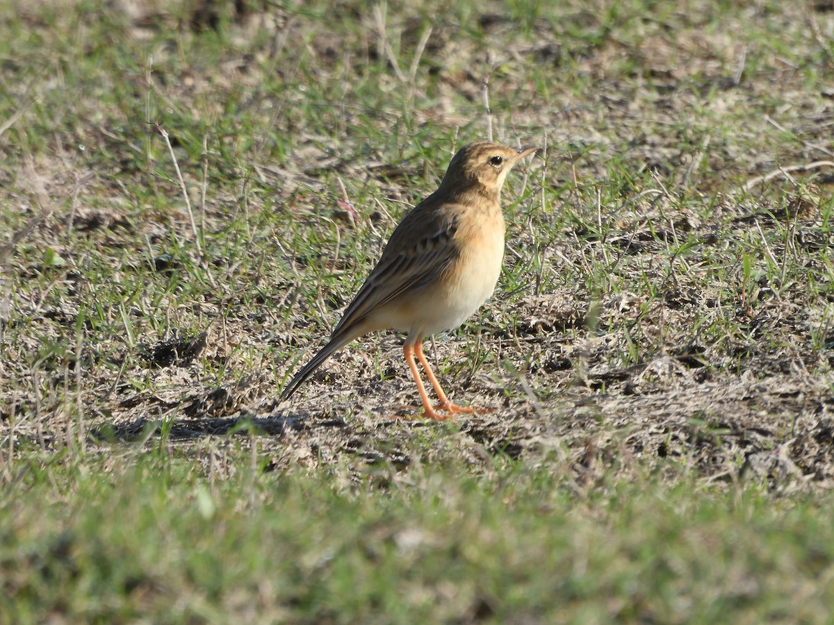 Paddyfield Pipit - ML612513999