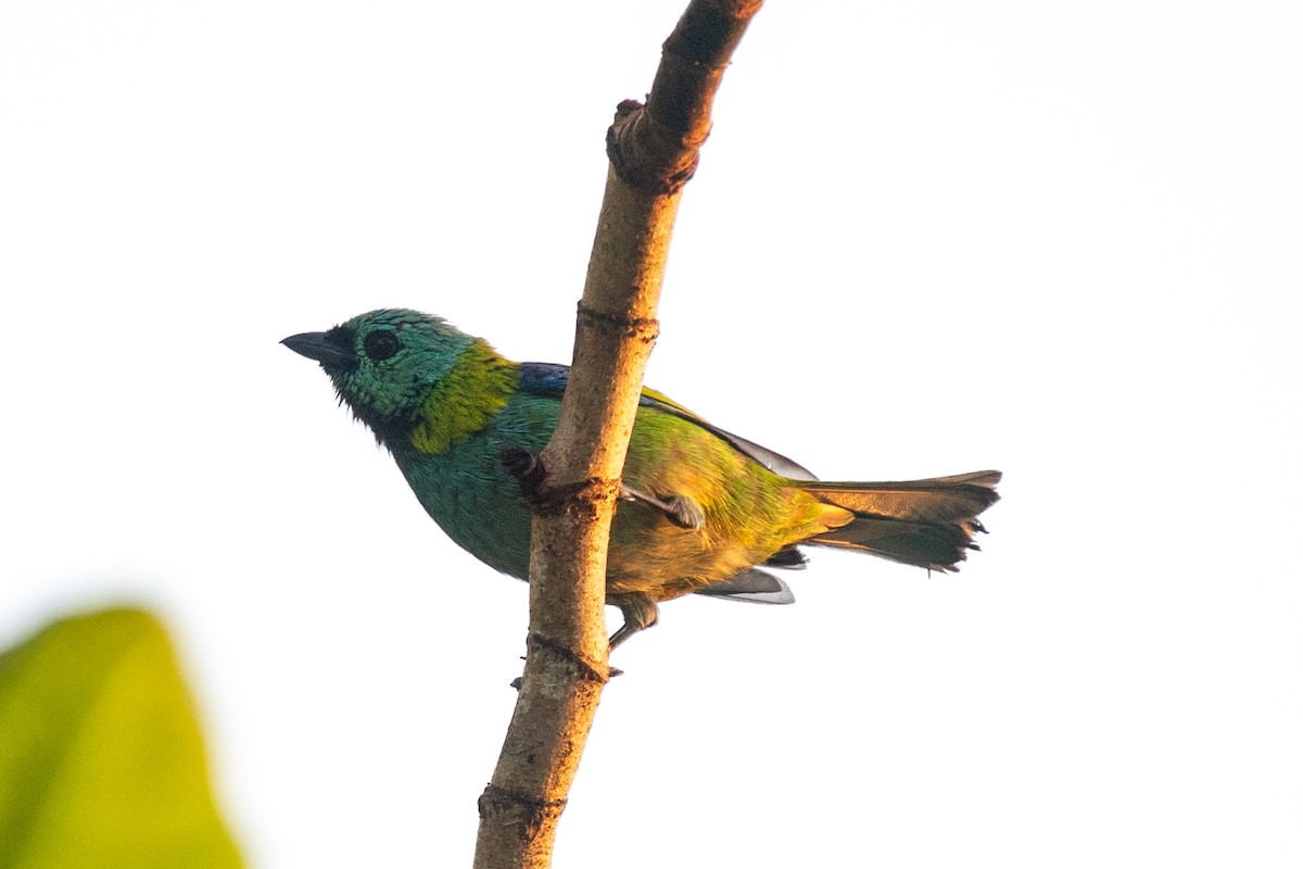Green-headed Tanager - ML612514002