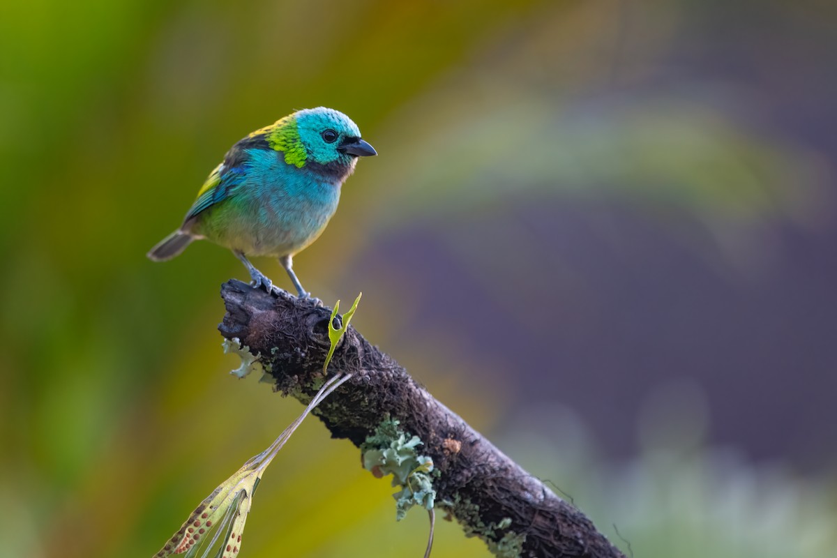 Green-headed Tanager - ML612514003
