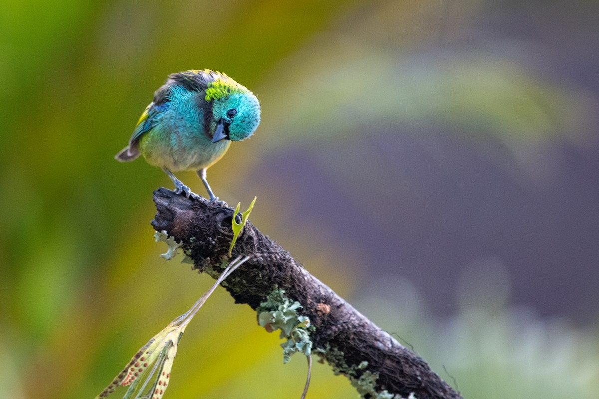 Green-headed Tanager - ML612514004