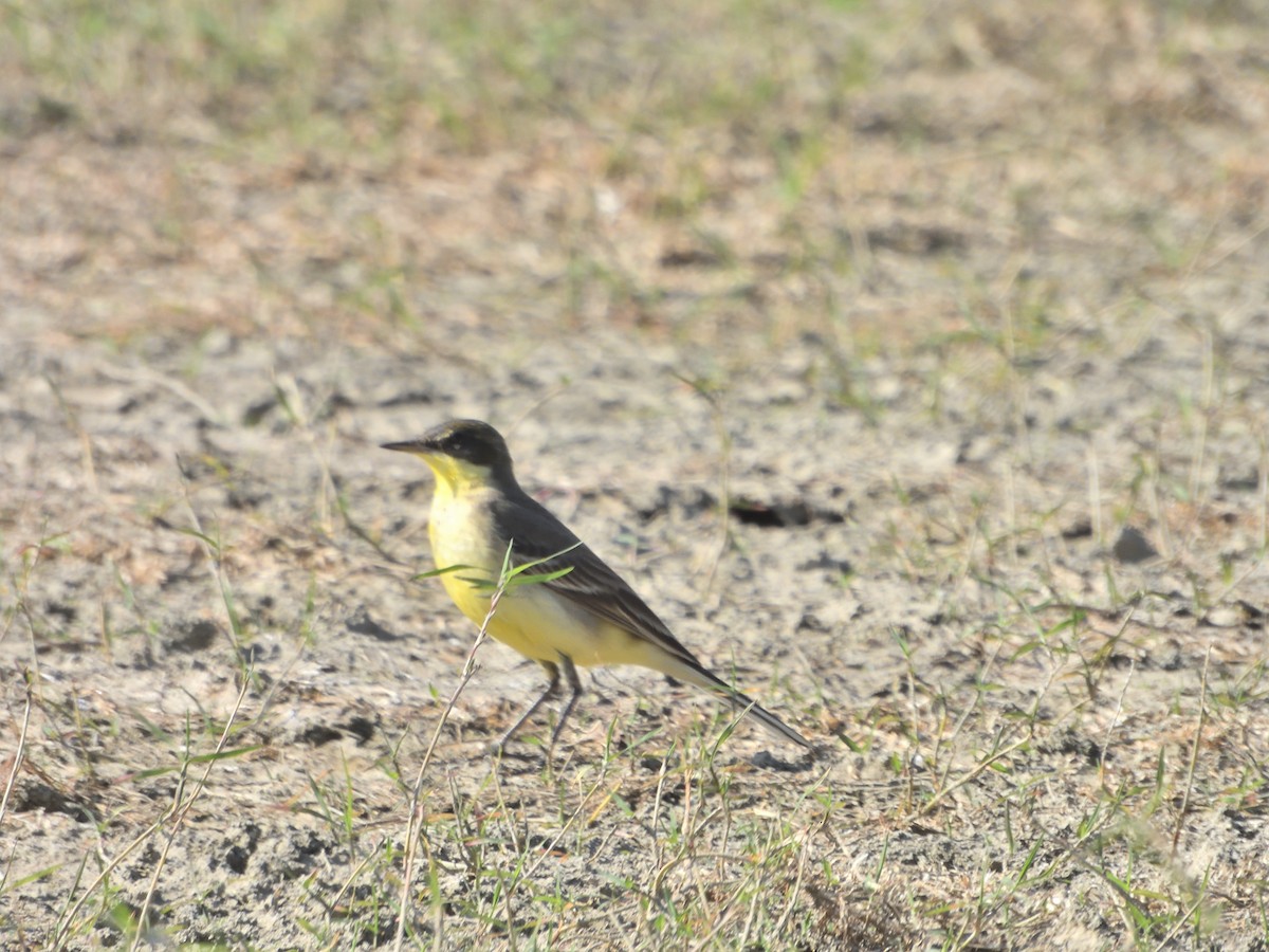 Eastern Yellow Wagtail - ML612514054