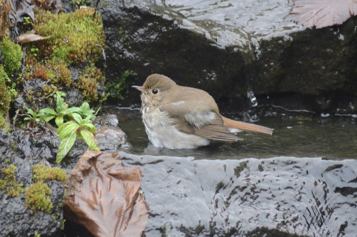 Hermit Thrush (guttatus Group) - ML612514062