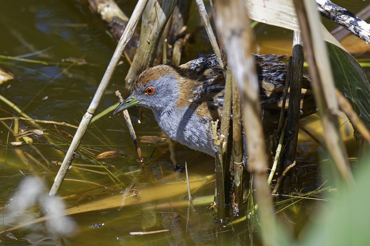 Baillon's Crake (Australasian) - John Watson