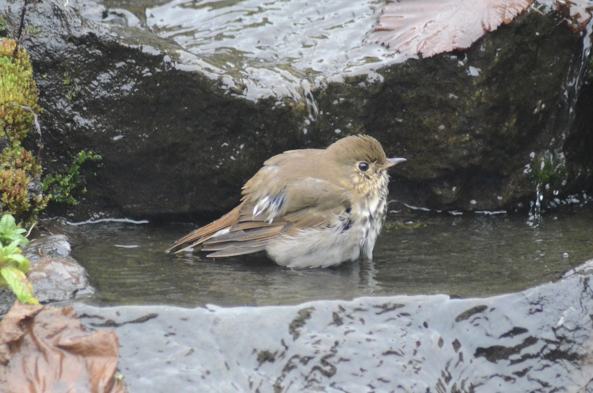 Hermit Thrush (guttatus Group) - Tye Jeske