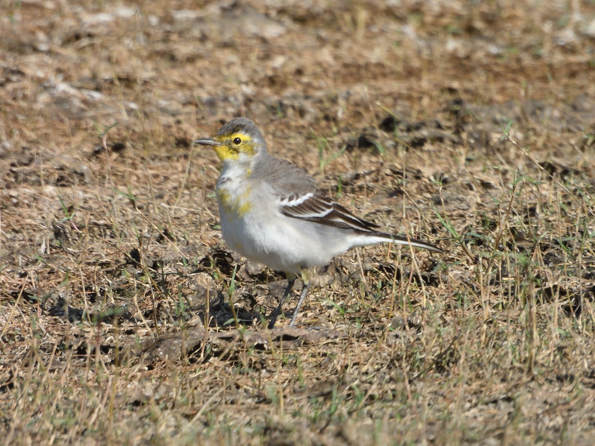 Шар түрүүт цэгцгий - ML612514142